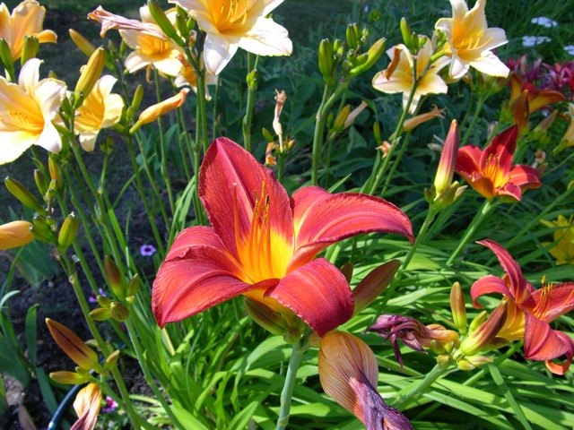 Flowers at Front Motel