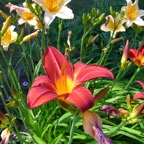 DSCN7125.JPG